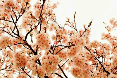 4.2桜.jpg image